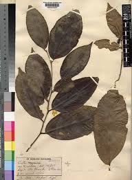 Image result for Celtis mildbraedii