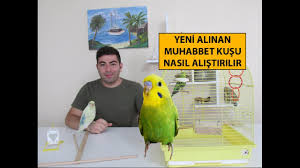 yeni alinan muhabbet kusu nasil alistirilir youtube