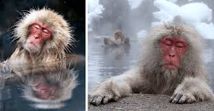 The hot spring monkey park is just a few hours from tokyo and makes a perfect overnight trip to see a different area of japan. I Can Has Cheezburger Hot Springs Funny Animals Online Cheezburger