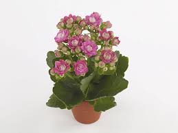 Image result for Kalanchoe rosalina