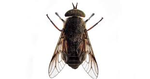 Maybe you would like to learn more about one of these? New Biting Flies At The Jersey Shore May Be Caused By Global Warming