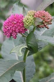 Asclepias Purpurascens Purple Milkweed Seeds Seed Pods Plants