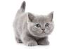 How Much Does a British Shorthair Cost? (2020) | Spend On Pet