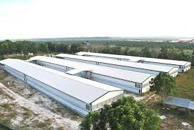 Maybe you would like to learn more about one of these? Ternakan Ayam Daging Pkps