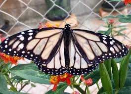 White Butterflies Yellow Chrysalides What Strange And Amazing Monarch Mysteries Have You Come Acr Monarch Butterfly Garden Monarch Butterfly Butterfly Garden