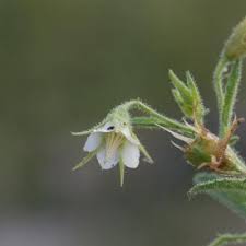 Image result for Hermannia glanduligera