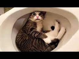 Hilarious Cat Fails Funny Cats Life Don T Try To Hold Back Laughter Youtube In 2021 Cat Fails Cat Life Funny Cats