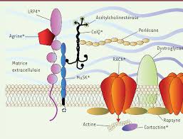 Recent examples on the web patients with myasthenia have muscles that tire out much more quickly than normal. Pdf Myasthenie Auto Immune Seronegative Semantic Scholar