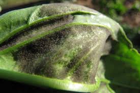 I'm definitely sure it is a fungus, since it looks kind of furry to me. Downy Mildew How To Stop This Plant Disease Before It Starts Epic Gardening
