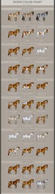 horse coat colors patterns and markings horses foals