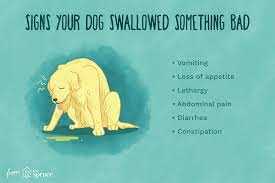 My dog ate a foreign body! What To Do When Your Puppy Swallows A Foreign Object