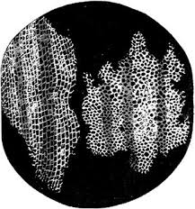 Check spelling or type a new query. Philosophy Of Cell Biology Stanford Encyclopedia Of Philosophy
