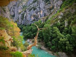Le Vieux Cade Genevrier Trois Fois Millenaire Visible Sur Le Sentier De L Imbut Dans Les Gorges Du Verdon Gorges De Verdon Verdon Sentiers