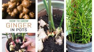 Maybe you would like to learn more about one of these? Best Ways For Ginger Plants Can Make You Rich Home Gardeners