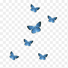 Oct 23, 2015 · they symbolize change and rebirth, regardless of their color. Blue Butterfly Blue Butterfly Png Pngegg