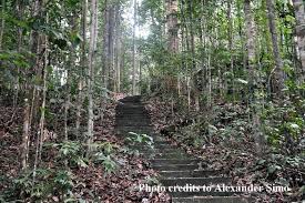 Discover the best of sungai ara so you can plan your trip right. Full Day Sungai Liang Forest Reserve Nature Escapade 2021 Bandar Seri Begawan