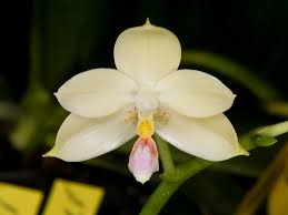 Image result for Cardiochilos