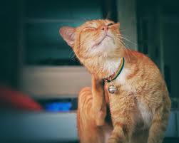Home Remedies For Cat Itching Flea Control For Cats Cat Fleas Cat Care