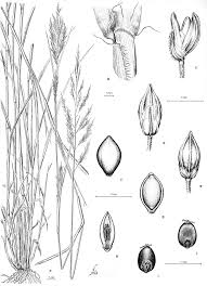 Image result for Danthoniopsis dinteri