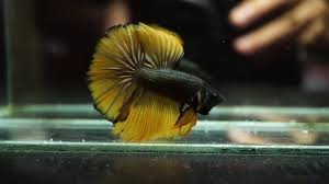 Dont miss out on this opportunity to buy. Live Betta Fish Male Black Copper Mustard Halfmoon Hm 256 Youtube