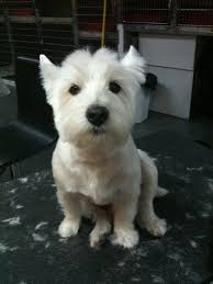 Pin On Home Waggle Of Westies 3
