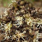 Image result for Julbernardia paniculata