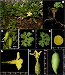 Image result for Peponium vogelii