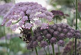 Image result for Daucus