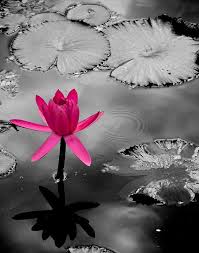 Black And White With Pop Of Color Wall Art Purple Lotus Photograph Nature Photography Flower Wall Art Etsy Flower Wall Art Color Splash Photography Color Splash