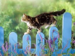 Pin by anjana kk on chat | cutest kittens ever, kittens. Short Haired Black And Brown Cat Kitten Fence Walk Fluffy Hd Wallpaper Wallpaperbetter