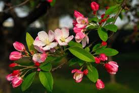 Order flowering from the arbor day foundation nursery. Barry Fugatt Modern Crabapples Equal To Popular Spring Flowering Trees Home Garden Tulsaworld Com