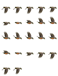 Robin Flying Animated Drawings Animation Birds Flying