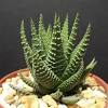 Cacti is short for the specific plant family cactaceae, but that umbrella term encompasses a wide variety of types that live in drastically different habitats and have vastly different. Https Encrypted Tbn0 Gstatic Com Images Q Tbn And9gcr8ub Gkcecngzfgnhtdxhdiat9sdorwot7llp92w Drtt1zv5t Usqp Cau