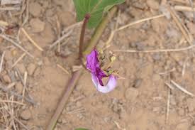 Image result for Ipomoea asarifolia