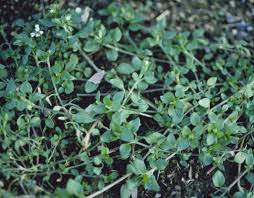 Image result for Stellaria mannii