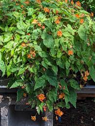 Image result for Vernonia sutherlandii