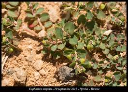 Image result for Euphorbia serpens