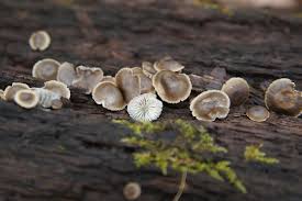 Image result for Simocybe centunculus