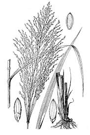 Image result for Panicum maximum