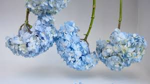 Teal gives way to blue… but the signup button stays orange, because it looks bright, legible and coherent against all those different. How To Dry And Preserve Hydrangea Flowers