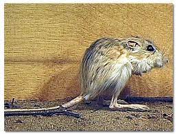 Kangaroo Rats Desertusa