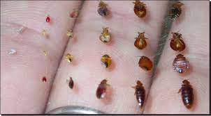 where do bed bugs hide d a l pest control bed bugs bed bug control rid of bed bugs