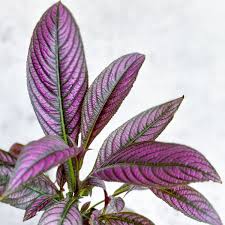 Image result for Strobilanthes