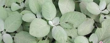 Shorter, more equitable, more transparent market chains. Salvia Common Sage Culinary Sage Garden Sage Salvia Officinalis Berggarten