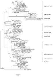 Image result for Crotalaria barnabassii