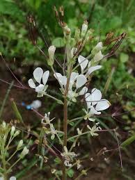 Image result for Cleome gynandra