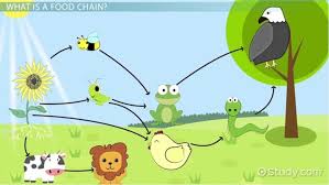 Grassland Food Chain Video Lesson Transcript Study Com Our expertise and craftsmanship have gone unmatched in the area. grassland food chain video