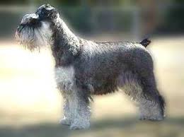 Image result for schnauzer miniatura
