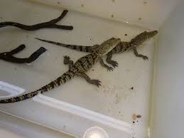 Morelet S Crocodile Captive Bred Baby Strictly Reptiles Inc