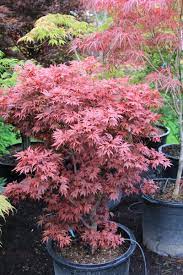 Acer Palmatum Elizabeth Japanese Maple Tree Acer Palmatum Japanese Maple